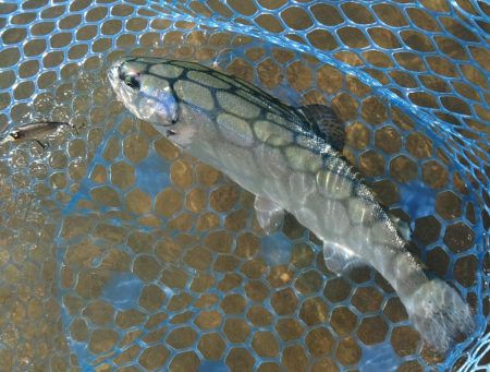 天竜川ルアーフライ専用区